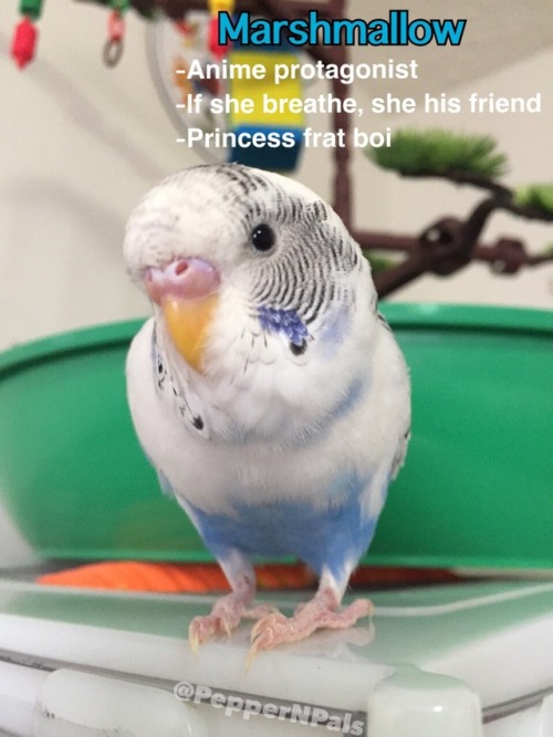 pepperandpals - My birds. Do you know them? Support Pepper and...