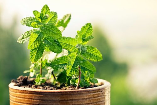 Ervas ou plantas medicinais têm uma longa história no...