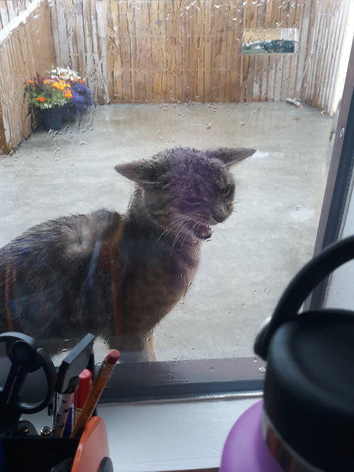 catsuggest - Ariel suggest - beg human to let out despite rain,...