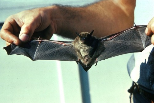 moonlandingwasfaked - his name is “little brown bat” that’s what...