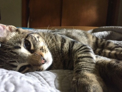 pelvicthruster - The evolution of a sleepy kitty attack