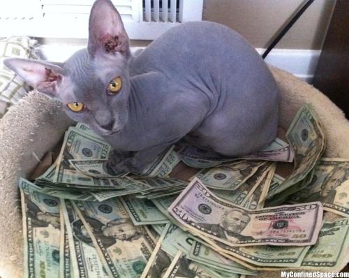 fushark - hitpass - prescriptionquality - alxbngala - Money Cats...