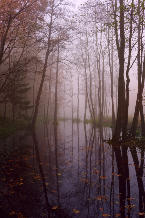 magic-spelldust - Misty morning by Konstantin Voronov