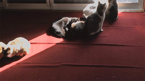 hongrie:time-lapse sun-cats ひまわり猫窓  