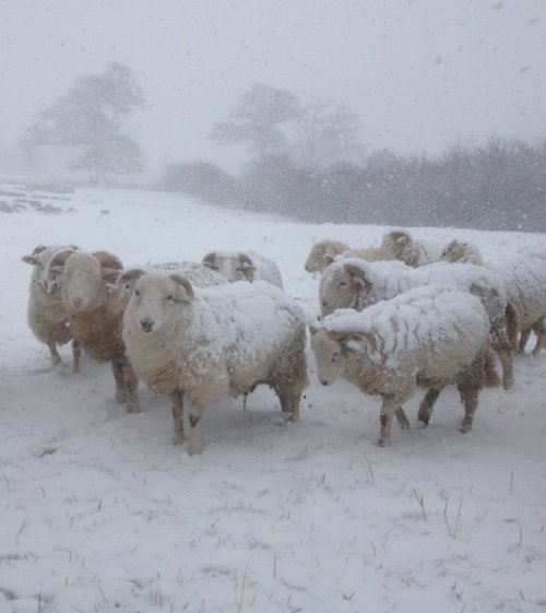 pagewoman:Snowy Sheep, Farndale, North Yorkshire ~ Peter Mawson 