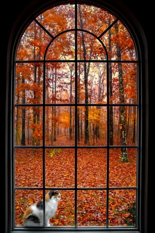 bookofoctober - Pipers Chapel, Portland, Tennessee. Photo...