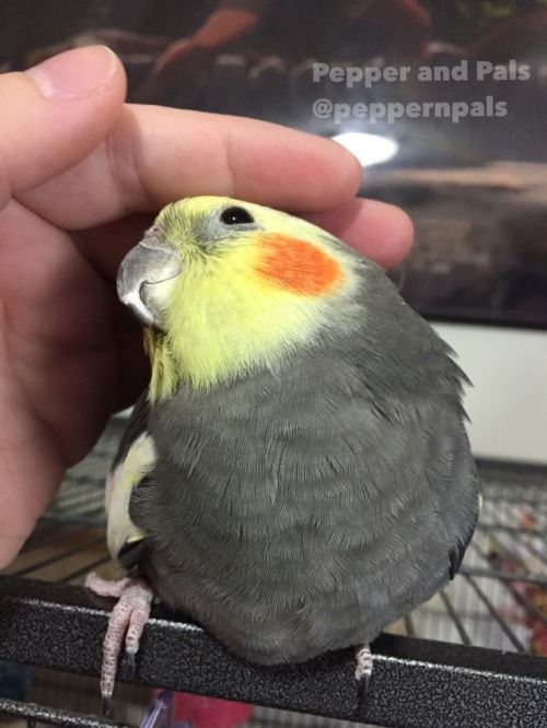 pepperandpals - ‪Breaking - tilt-y boy likes pets ‬
