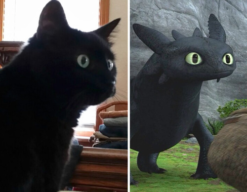 peachdoxie - pr1nceshawn - Cats or Toothless!?Fun fact! There is...