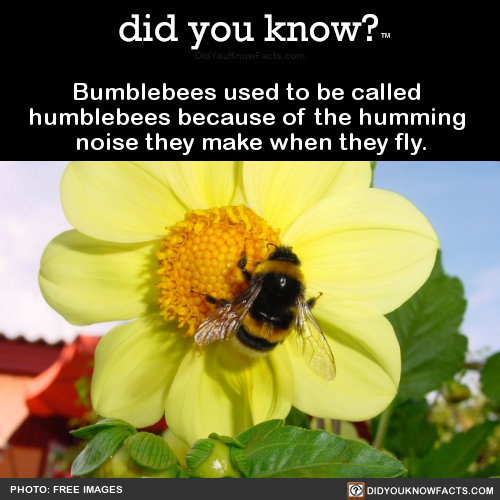 bumblebees-used-to-be-called-humblebees-because