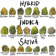 myskunkreligion - hybrid / indica / sativaWorld Class Cannabis...