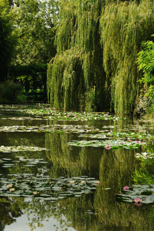 florealegiardini - The Water Garden, Monet, Giverny, France, ~...