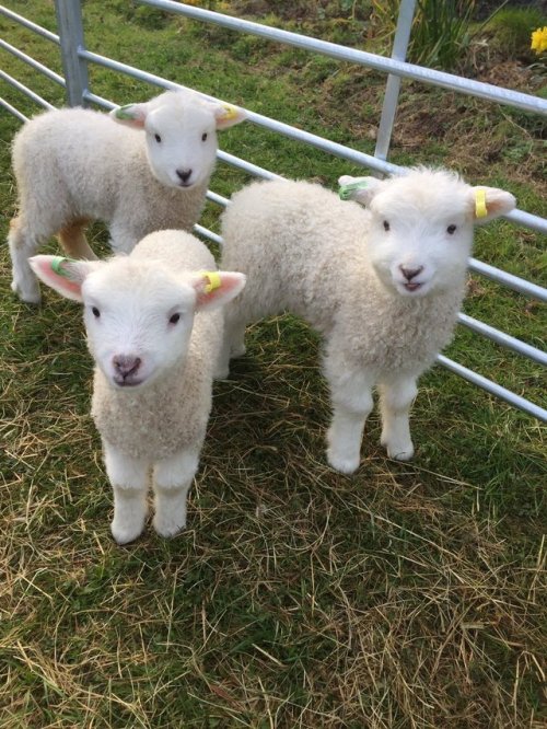 softangelstims:Some lambs to make u feel better So freaking...