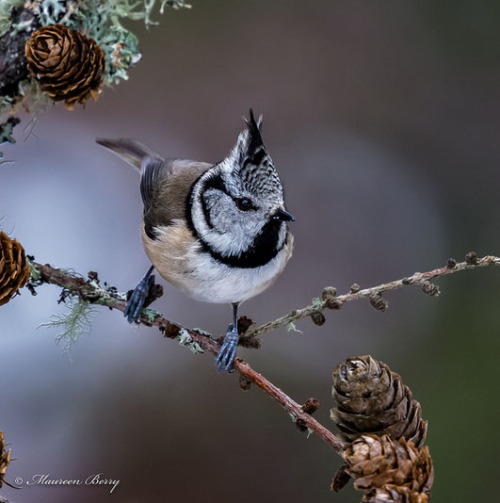 ridiculousbirdfaces - Crested Tit  05-Mar-18  M_004by...