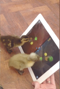 catgifcentral - Ducklings playing fruit ninja