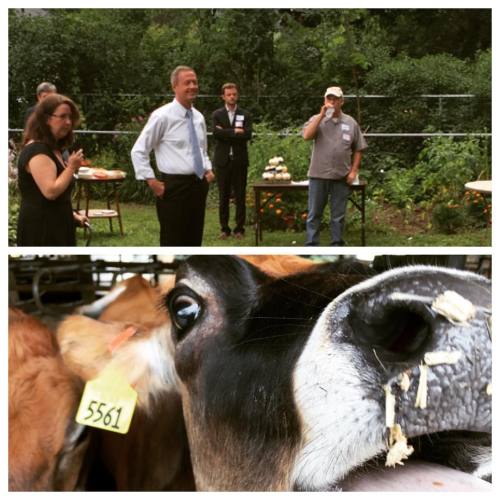 presidential candidates + farm animals = normal work day.