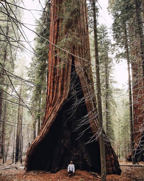 tentree - The heart tree in Sequoia National Park, California. |...