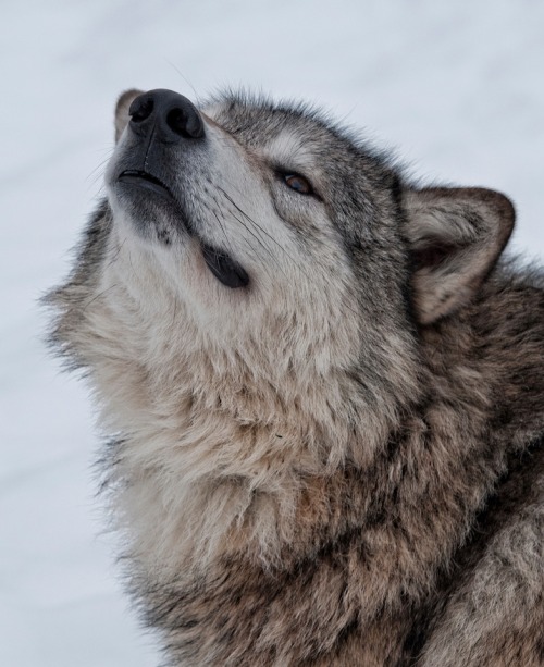beautiful-wildlife - Wolf by Anita Erdmann