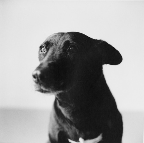Peter Hujar will have two prints in Beastly/Tierisch about the...