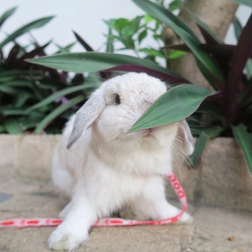 adorable-bunnies - ❤️I love bunny rabbit