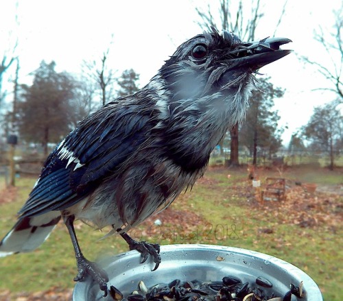 ostdrossel - The wettest bird award goes to the Blue Jay.