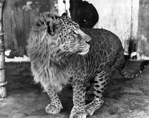 This is a leopon: a hybrid resulting from the crossing of a male leopard with a lioness. Originally bred in India during 1910 when leopard fur was popular. Hybrid offspring proved to be sterile, but interestingly male leopons can successfully...