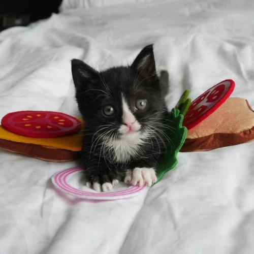 emilreloaded - catsbeaversandducks - Kitten Sandwiches!By...