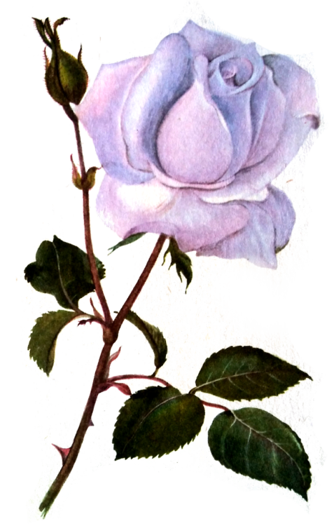die-rosastrasse - transparent flowers illustrations ❀