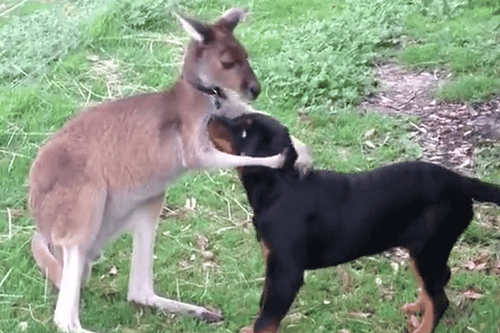 Kangaroo and Dog showing their love for each other - Amazing -...