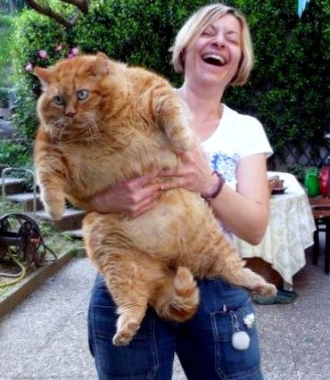 Garfield Fat Cat 25