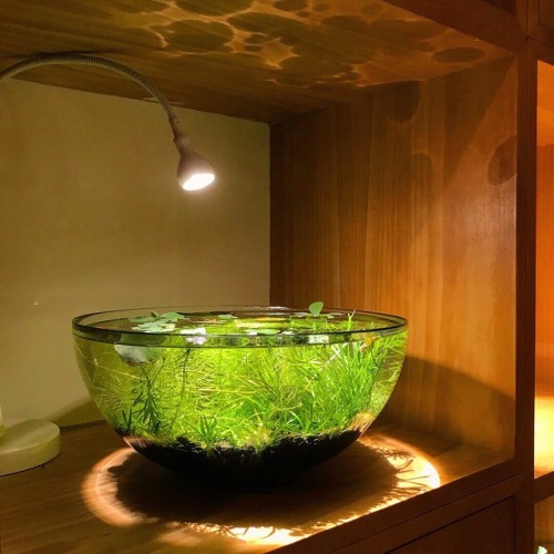 solarpunk-aesthetic - How to Make an Indoor Pond“Not only is it...