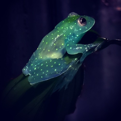 xekstrin - ftcreature - Glass Frog glows like a constellation...