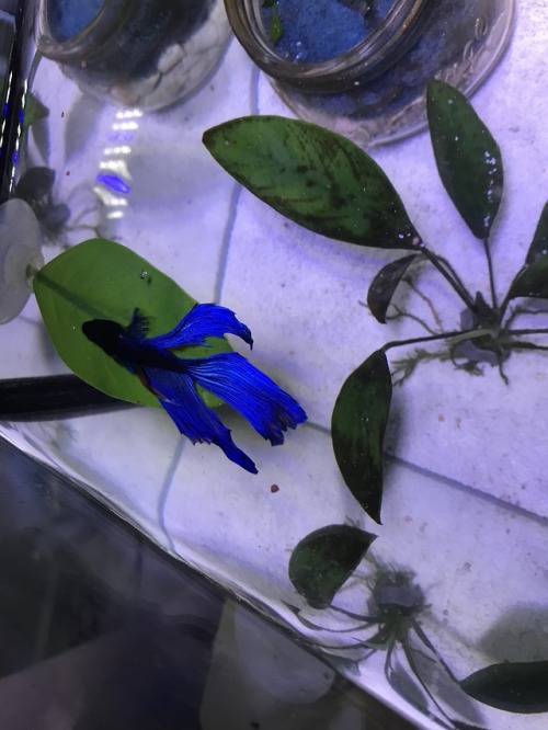 bernardthebetta:Look at the gorgeous blue Gispert is. He’s not...