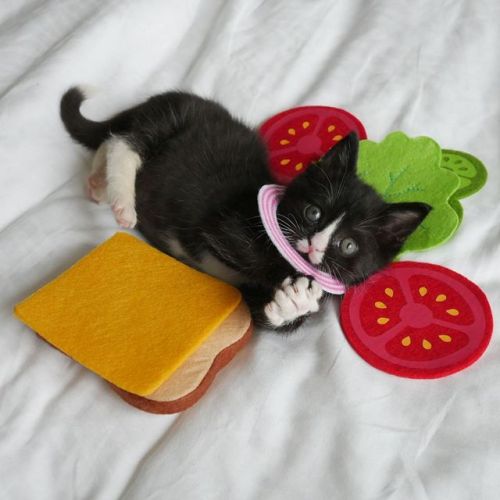 catsbeaversandducks - Kitten Sandwiches!By Cat Man Of West...