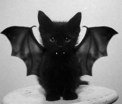 bat kitty on Tumblr