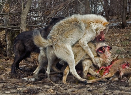 ancientdelirium - (via Timber Wolves Fighting over Deer Carcass by...
