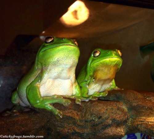 stickyfrogs - There are Two Proud Friends on the ledge...