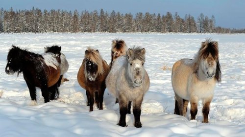 russianculture - Oymyakon is a rural locality (a selo) in...