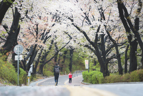 rjkoehler - Cherry blossoms on Namsan Mountain.