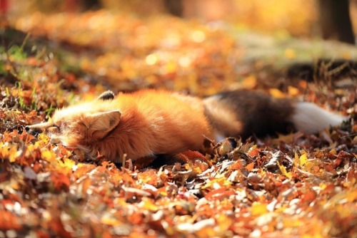 kmcallister18 - sixpenceee - Sleepy fox in the autumn sun. Photo...
