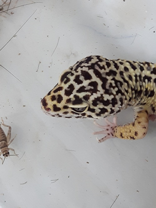 She has a heart on her snoot!(Leopard gecko from the shelter...