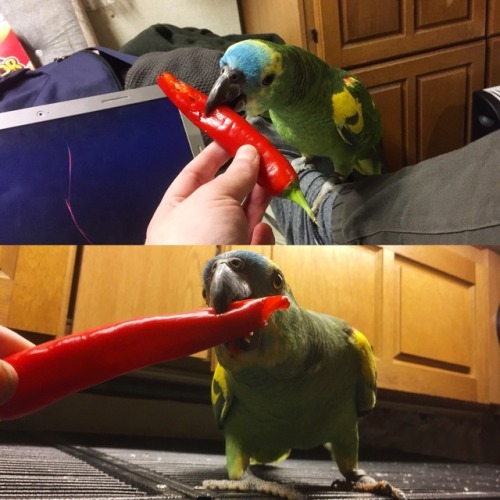 poicephalus:my favorite sport is freaking people out by feeding...