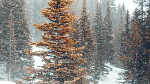 ponderation:Snowy Landscape by Jonathan Knepper
