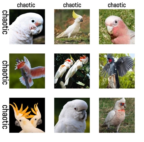 lethargictoad - todaysbird - cockatoo alignment...
