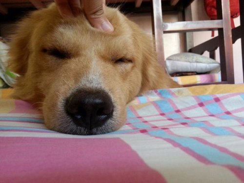 babyanimalgifs - When you and your dog are too lazy to actually...