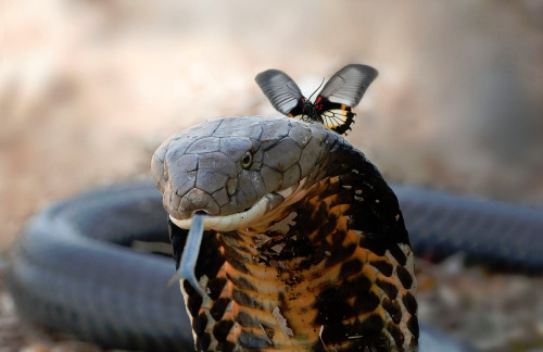 slither-and-scales:A butterfly perched on the head of a king...