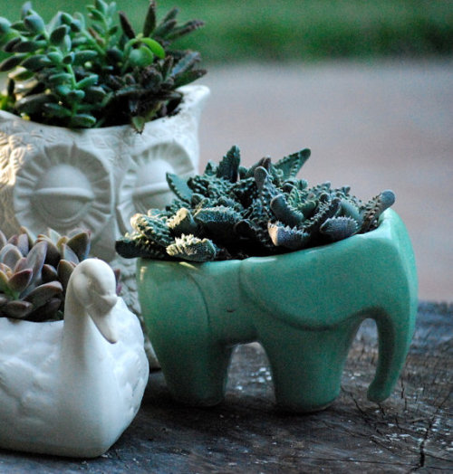 lesstalkmoreillustration - Handmade ceramic Elephant Succulent...