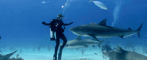 gentlesharks - Diving with Tiger sharks