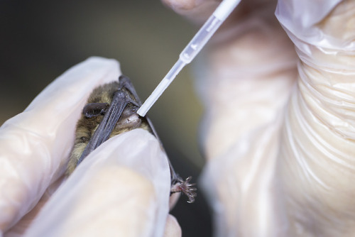 wildlifeaid - This angry pipistrelle was brought in to the...