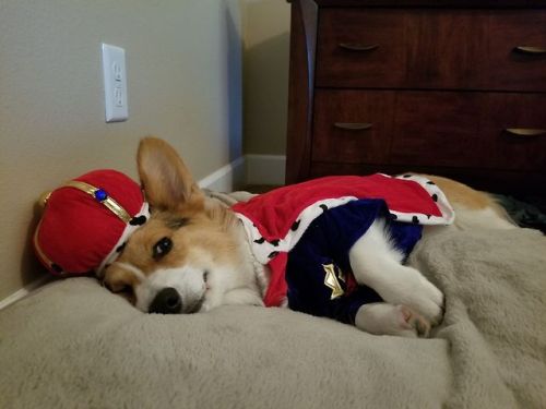 sirfrogsworth - Corgi owners ‘round the world are very excited...