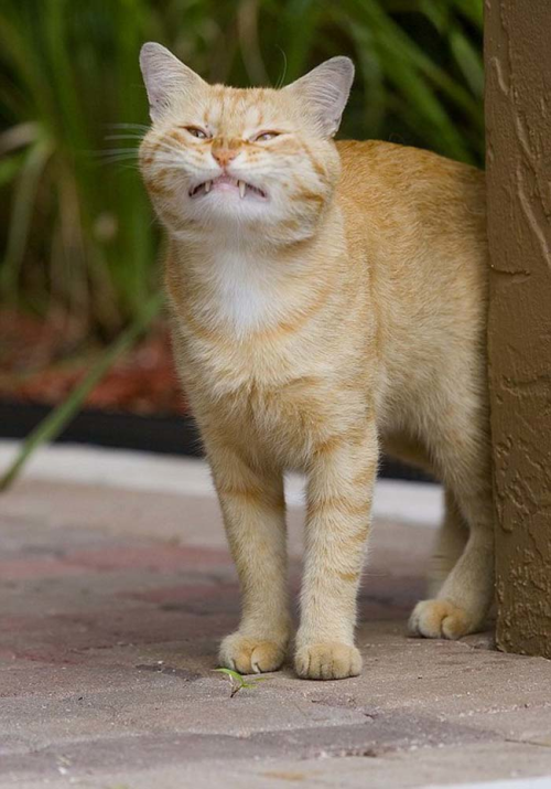 coolcatgroup:I meant to type cat smirk in google images but it came out as cat smork Smork smork...